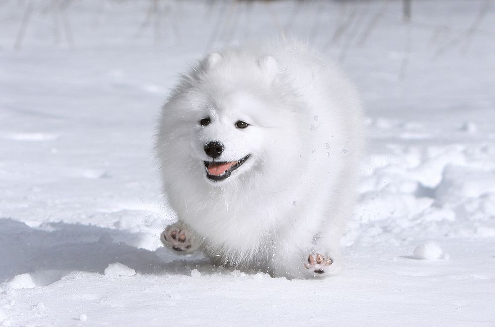 Фотография автора Надежда Лисицына