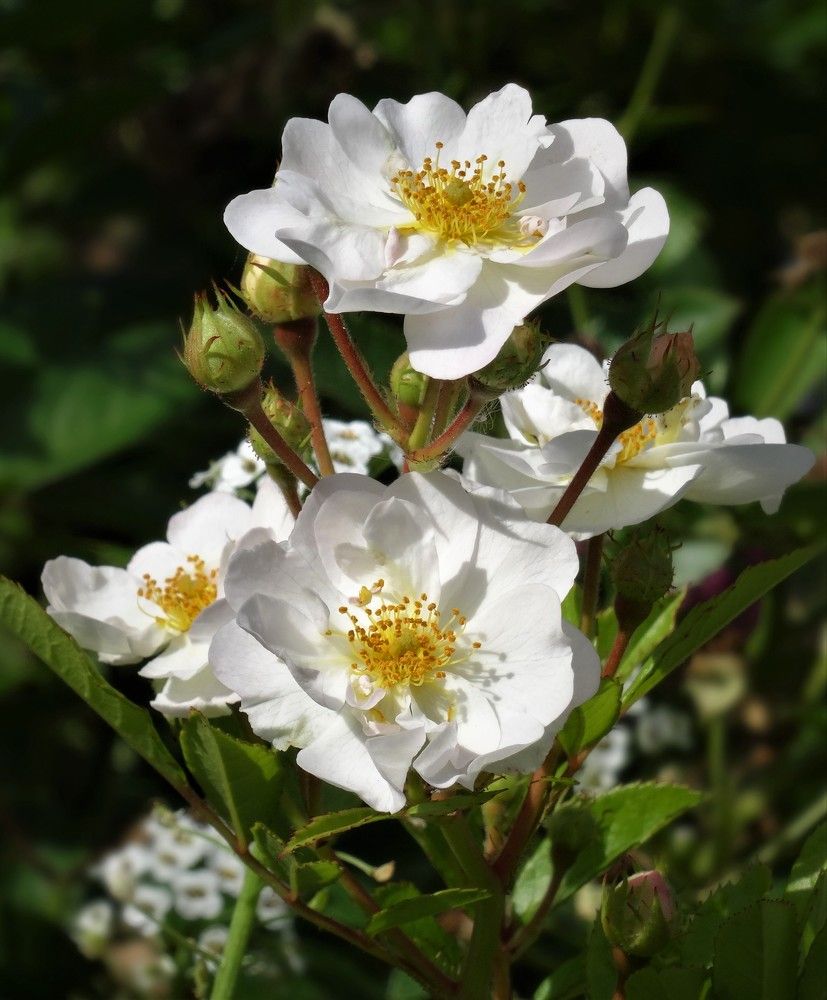 Photograph by Марина Раткун