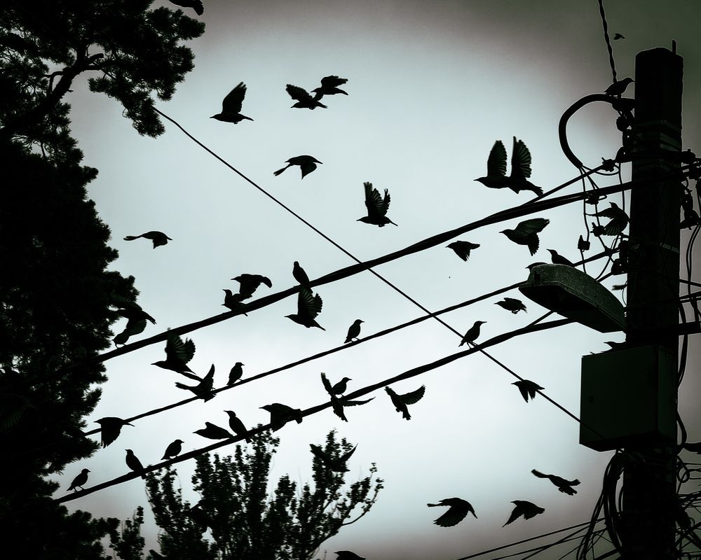 Photograph by Настя Хомастя