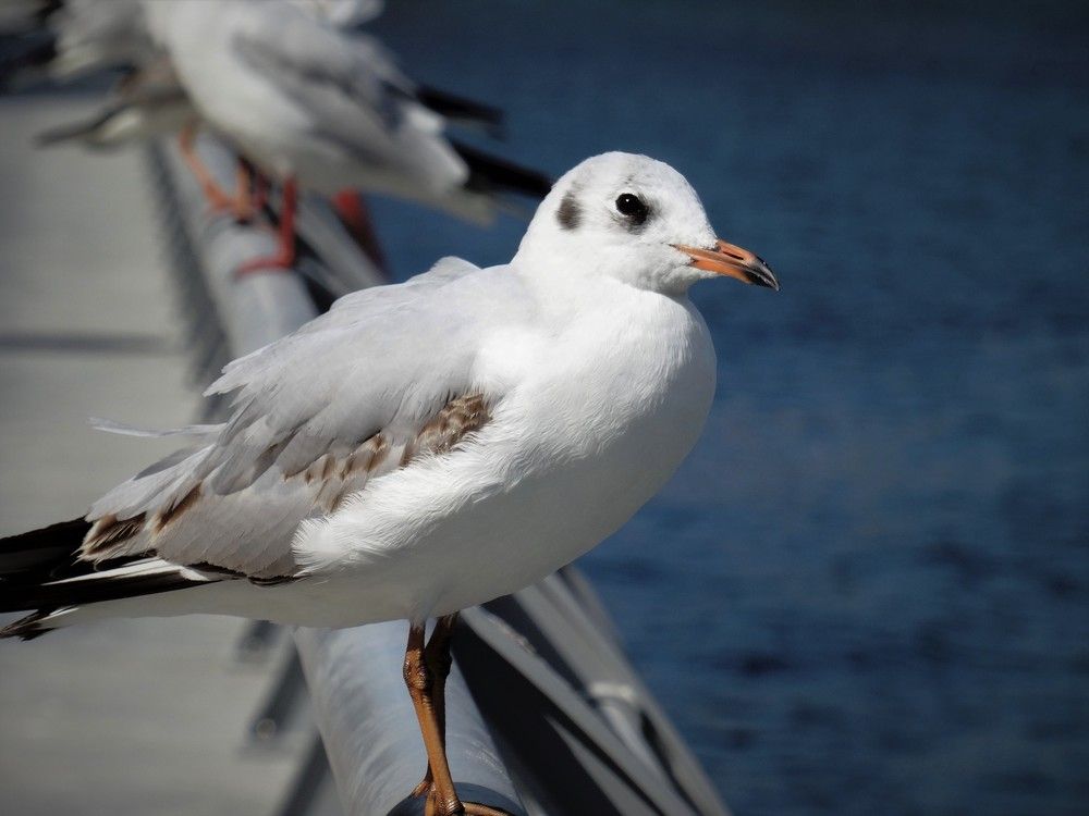 Photograph by Марина Раткун
