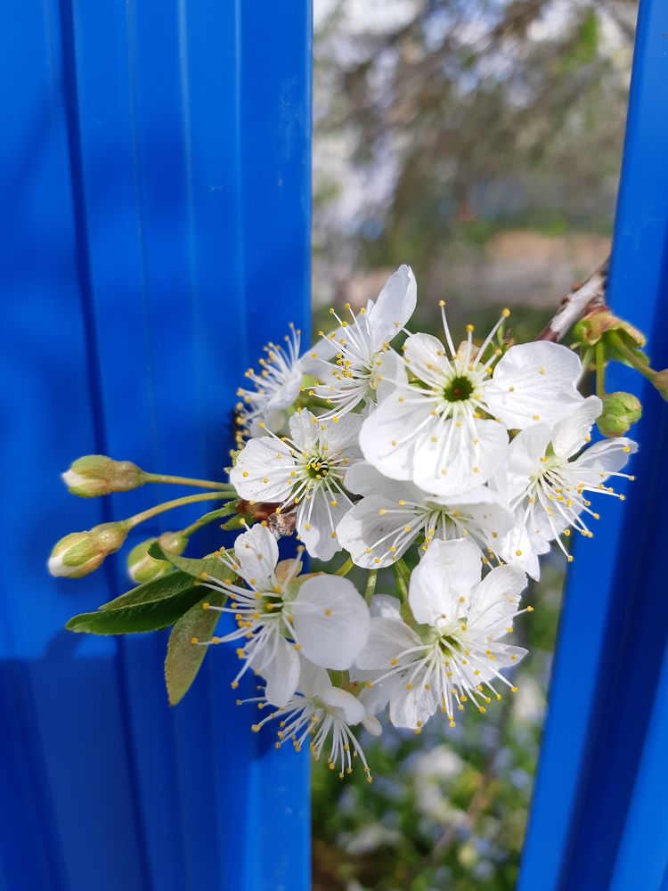 Фотография автора Ирина Лукьянчик