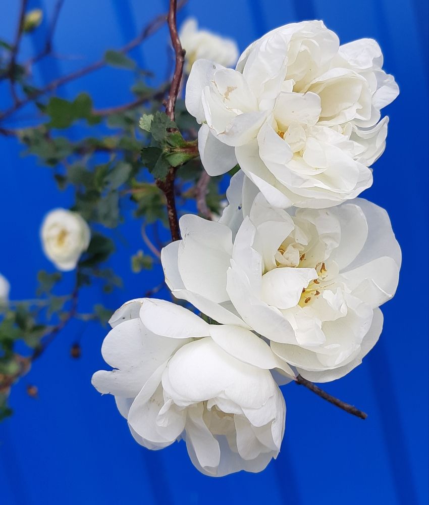 Фотография автора Ирина Лукьянчик