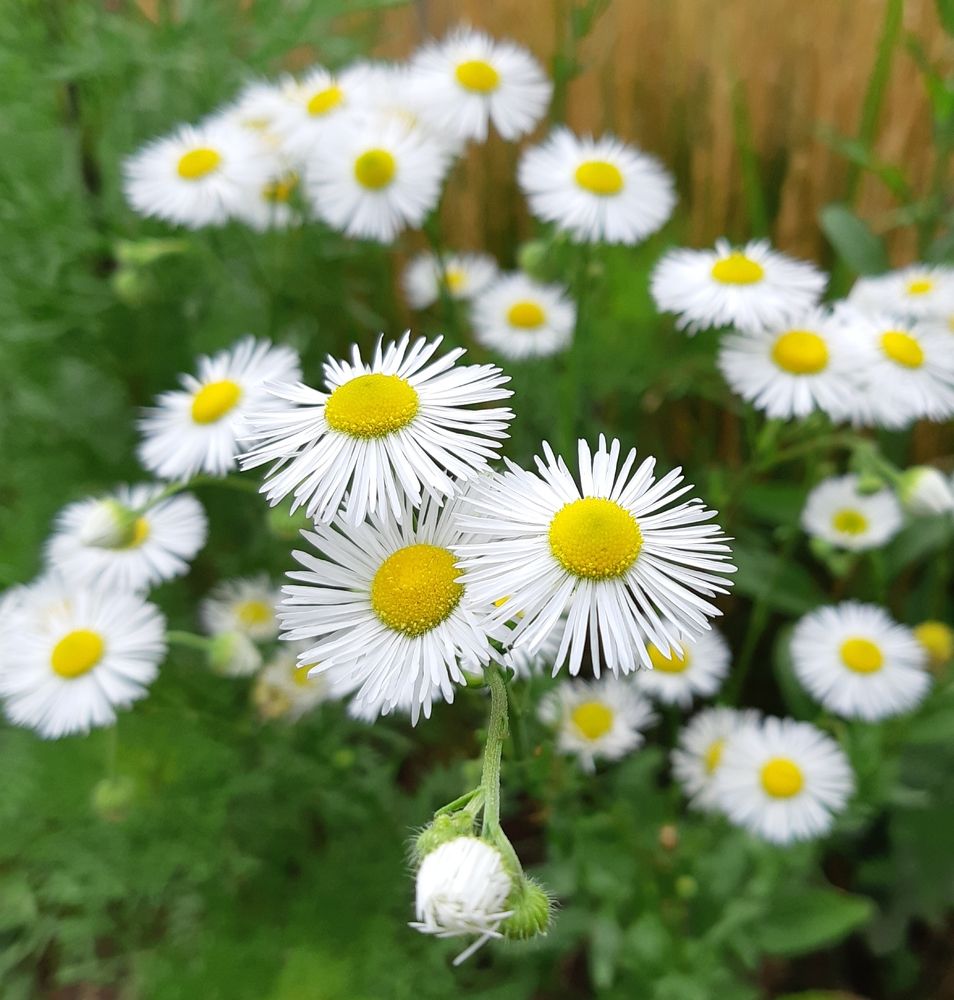 Фотография автора Ирина Лукьянчик