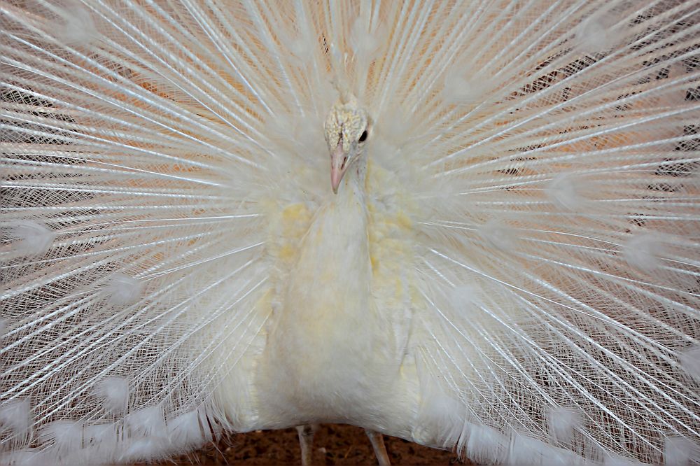 Photograph by Ирина Шибитова