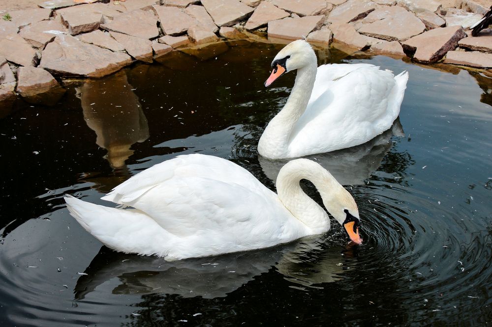 Photograph by Ирина Шибитова