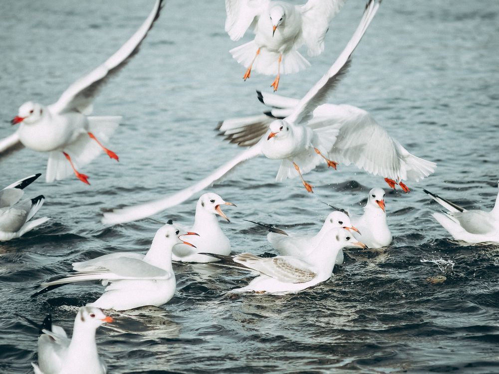 Photograph by Ирина Протченко