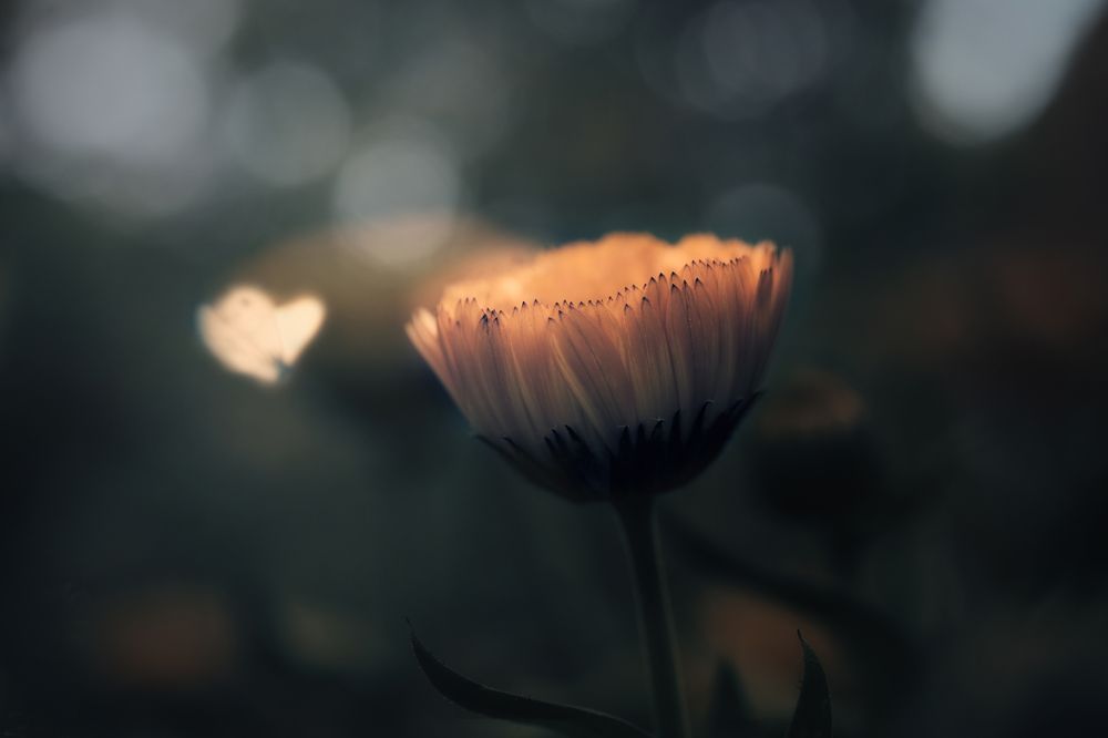 Фотография автора Martineb