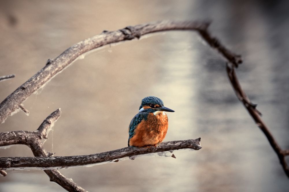 Kingfisher