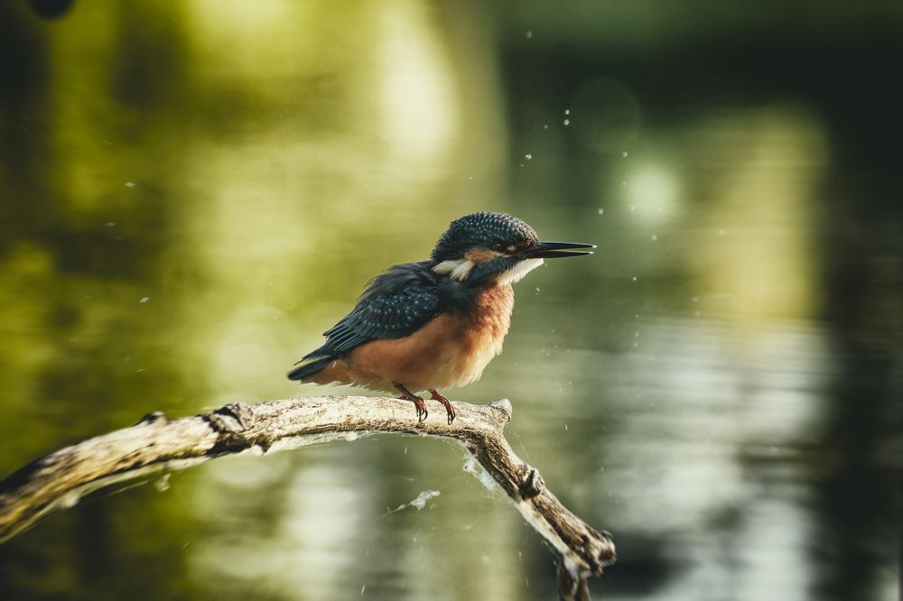 Фотография автора Martineb