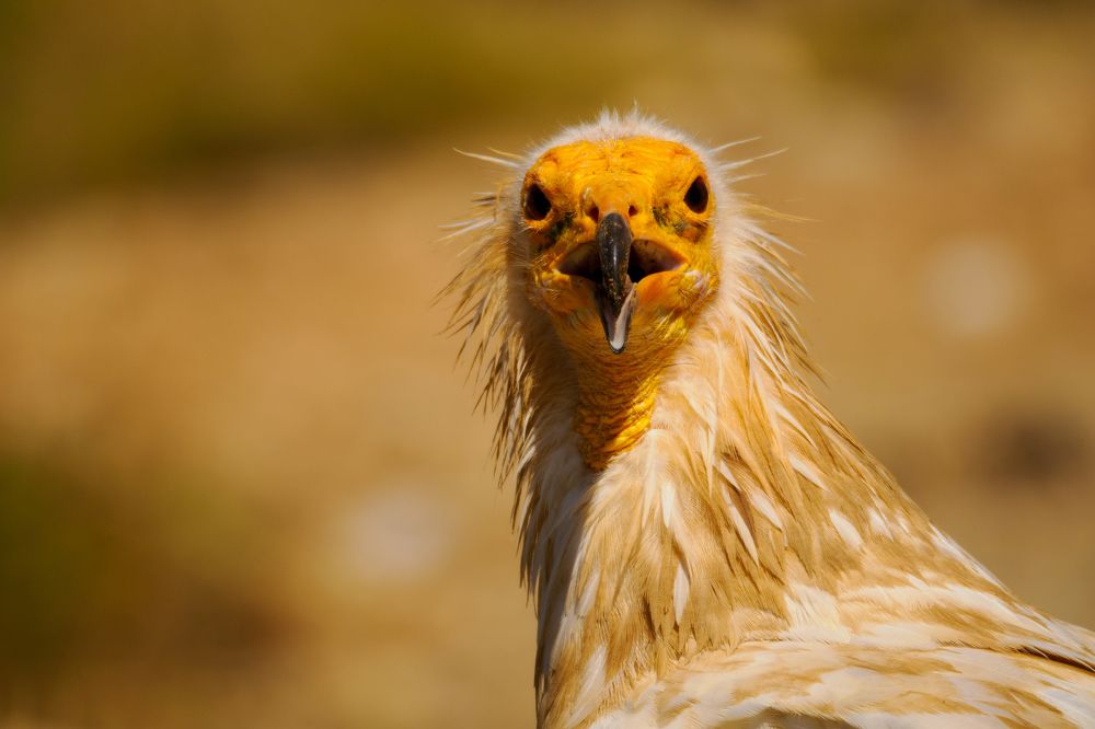 Фотография автора Jorge Herraiz