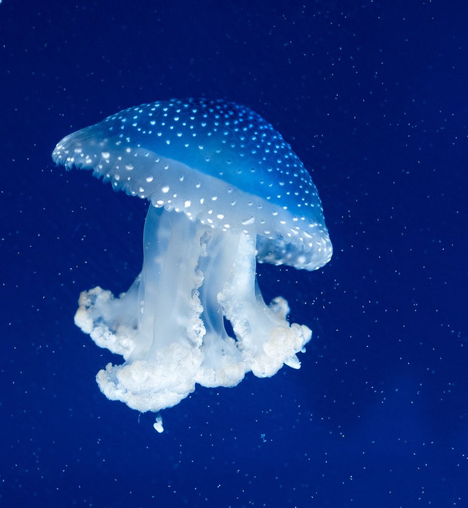 Фотография автора Jorge Herraiz