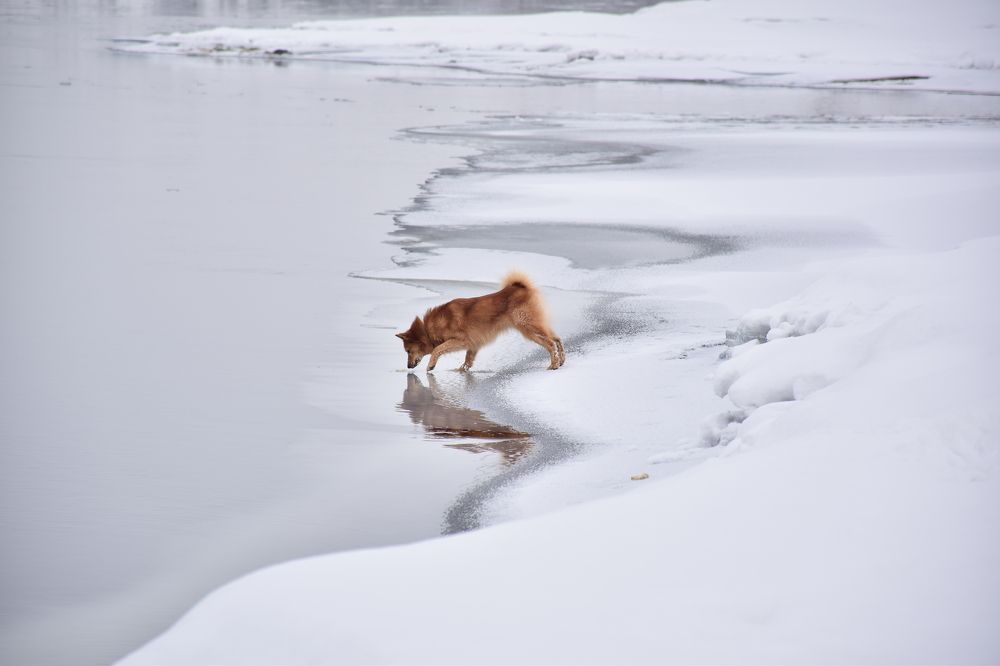 Photograph by Эльвира Быкова