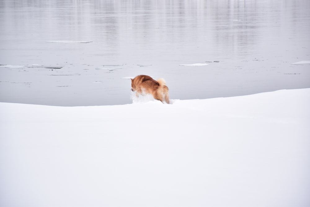 Photograph by Эльвира Быкова