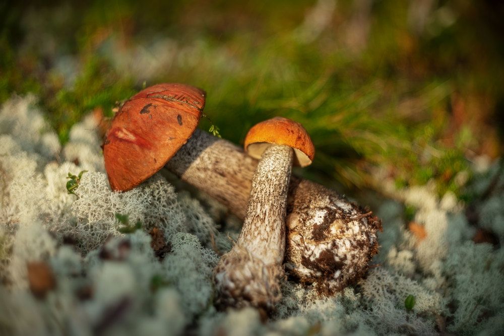 Подосиновики