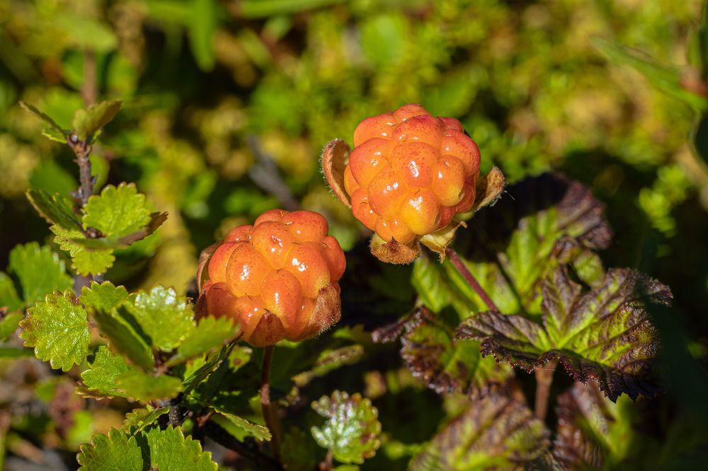 Photograph by Наталья Канарейкина