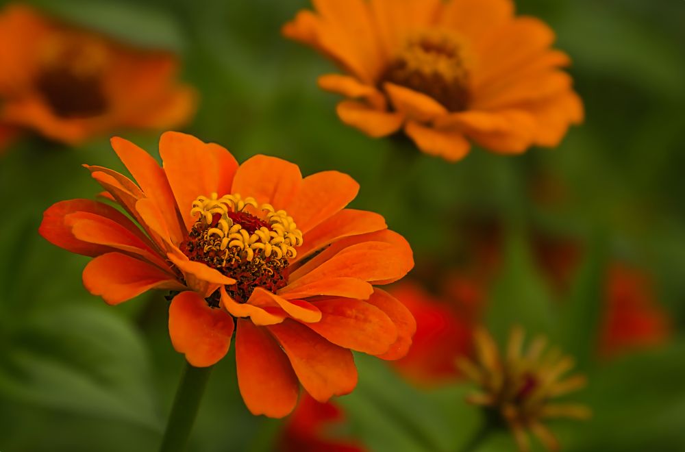 Photograph by Albina Kulikova