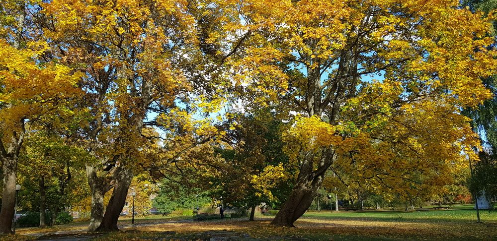 Осенние дубы