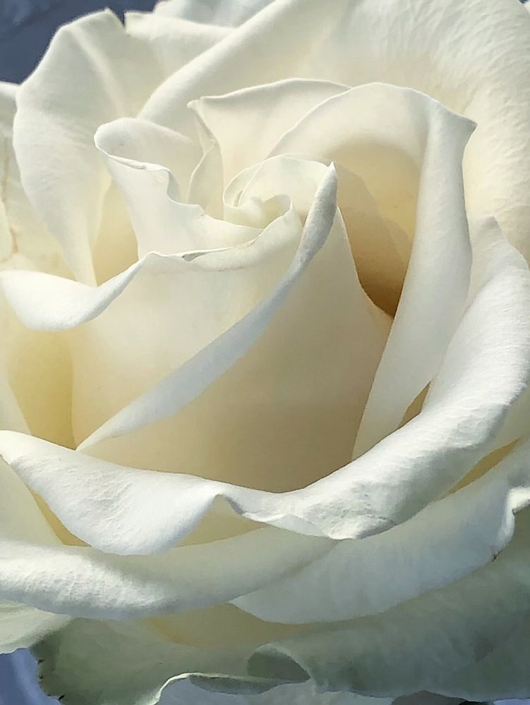 Photograph by Halina Mitsevich