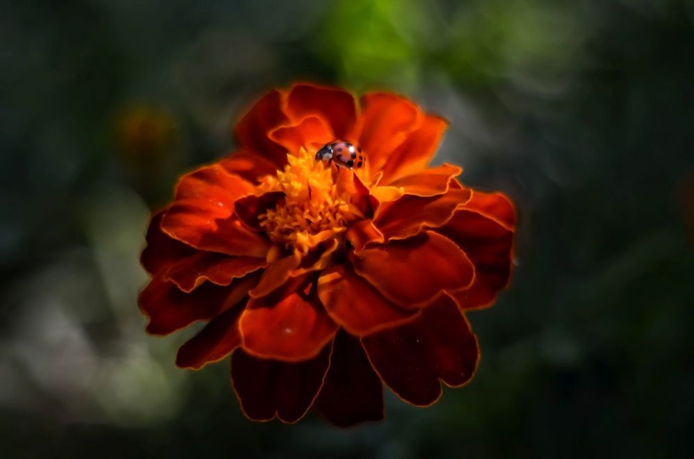 Photograph by Ирина Никульча