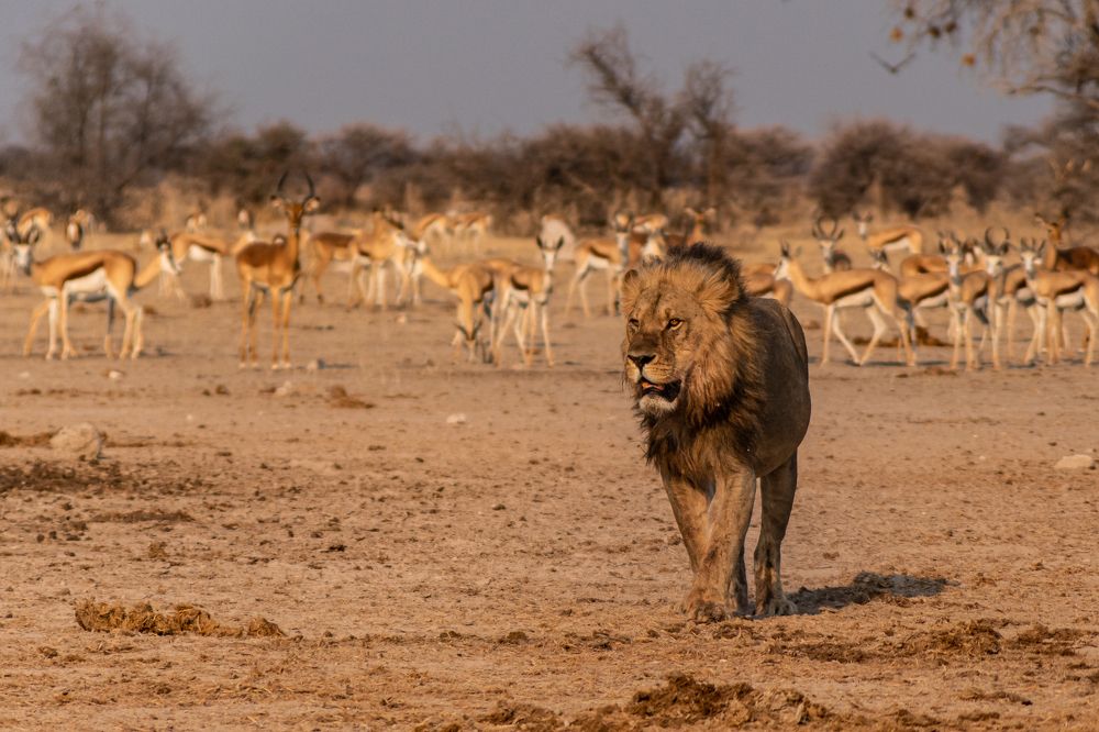 Lion calling for female