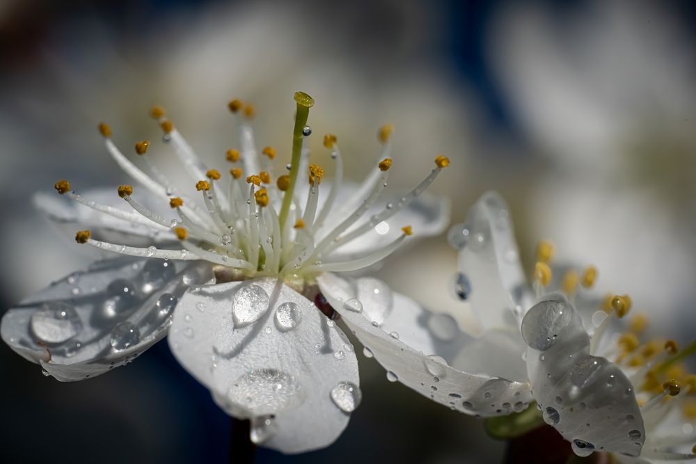 Photograph by Николай Фонарёв