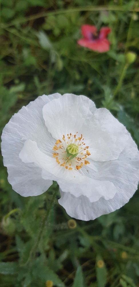 Фотография автора Ольга Мусина