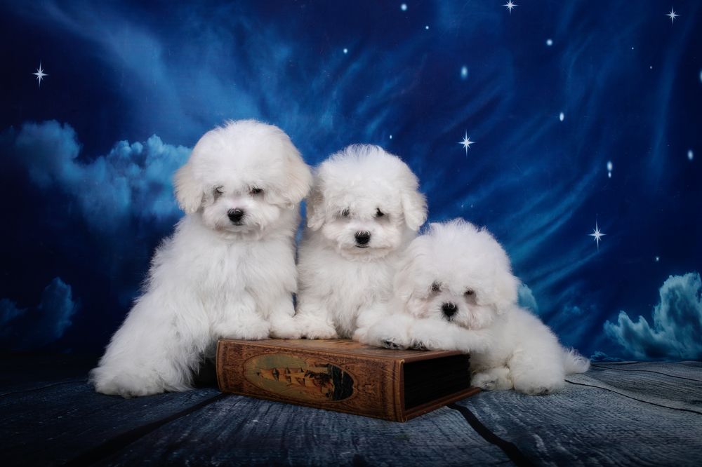 Photograph by Екатерина Терновая