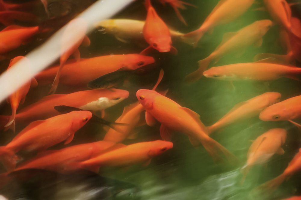 Photograph by Ирина Шибитова