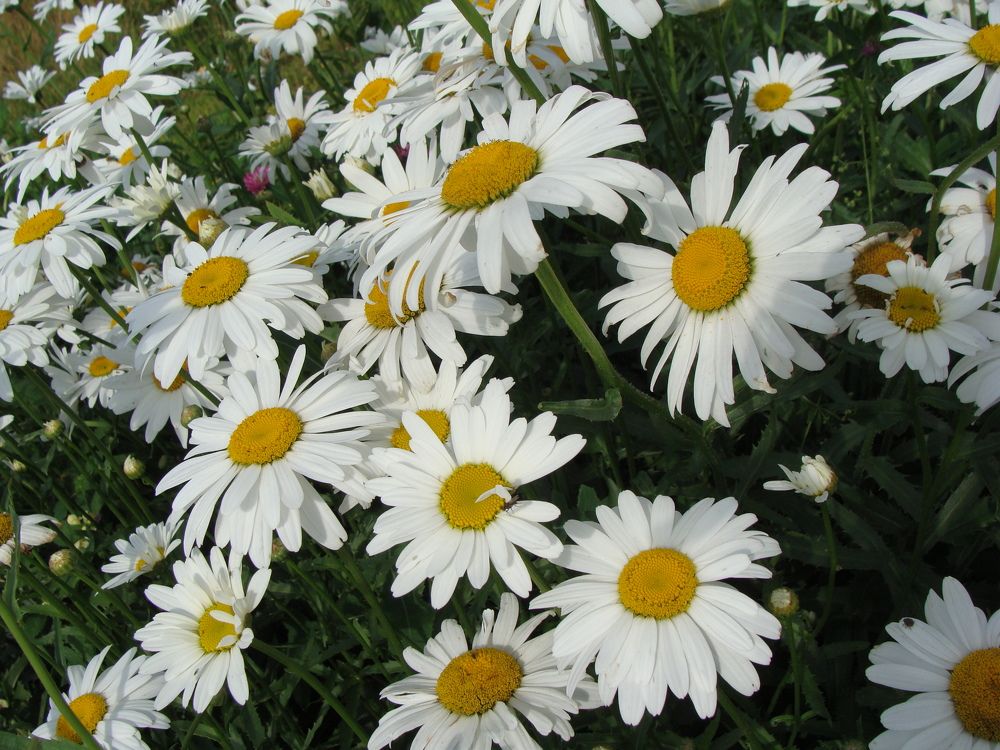 Photograph by Николай Худяков