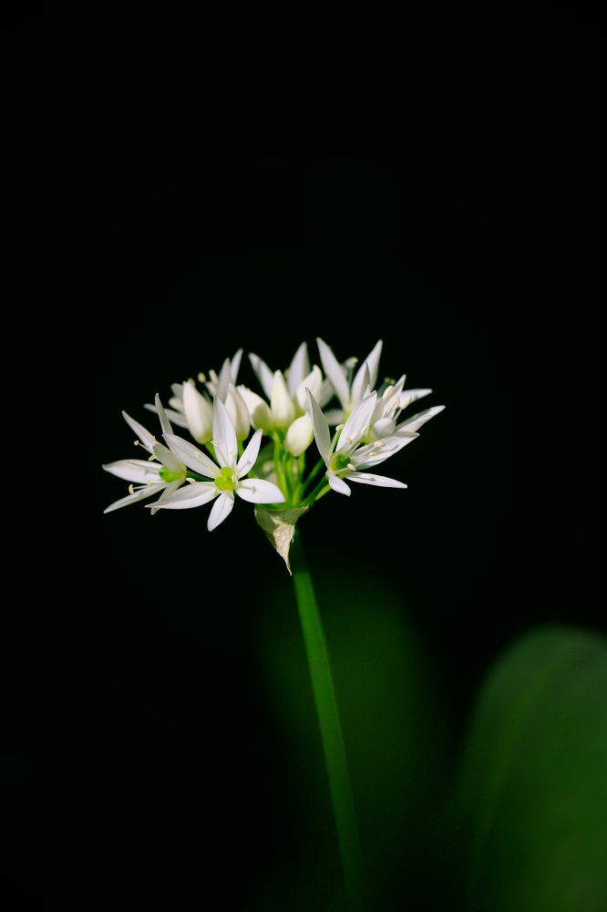 Photograph by Геннадий Натье (Игнатьев)