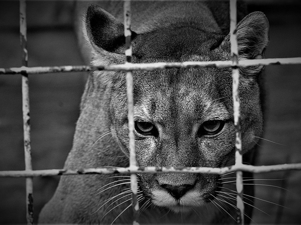 нелегко в неволе жить (it's not easy to live in captivity)