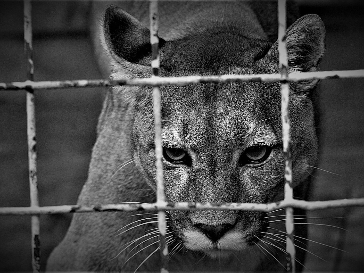 нелегко в неволе жить (it's not easy to live in captivity) нелегко в неволе жить (it's not easy to live in captivity)