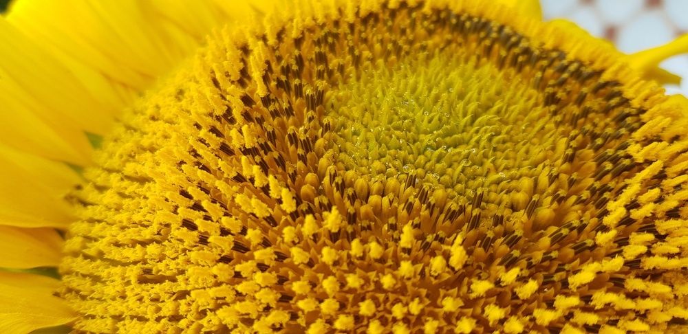 Фотография автора Ольга Мусина