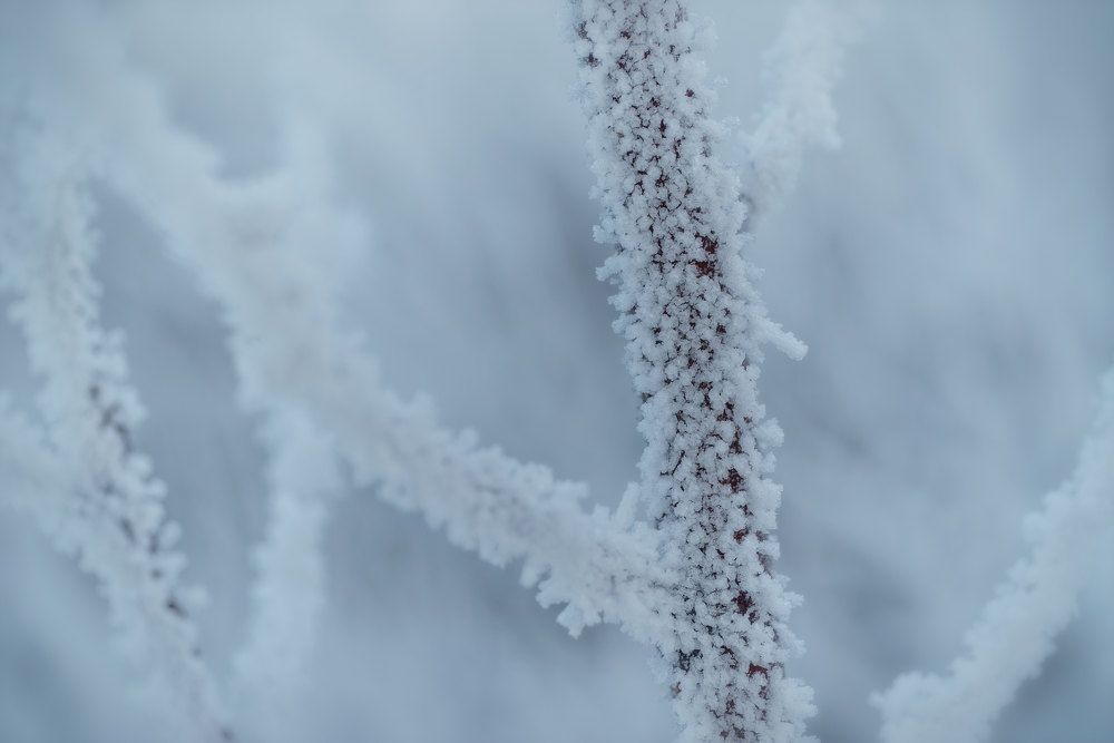 Photograph by Марина Зборацкая