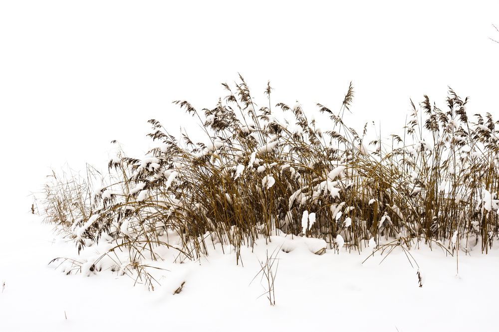 Камыши укутанные снегом.