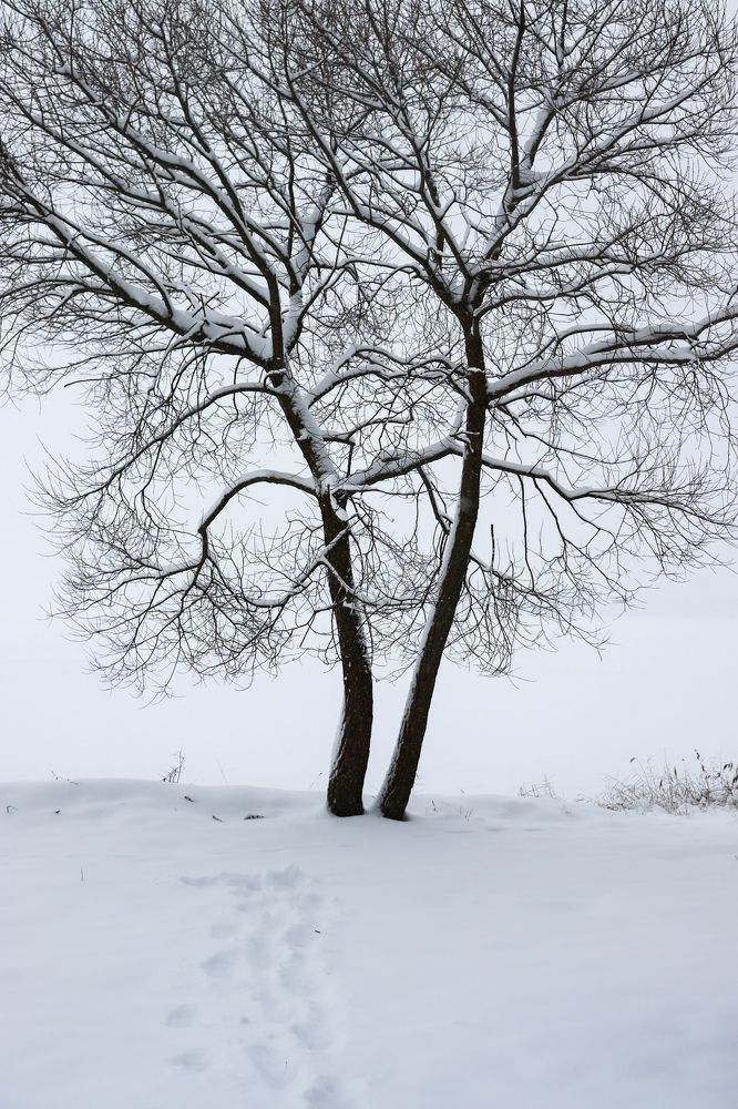 Пара деревьев на берегу озера.