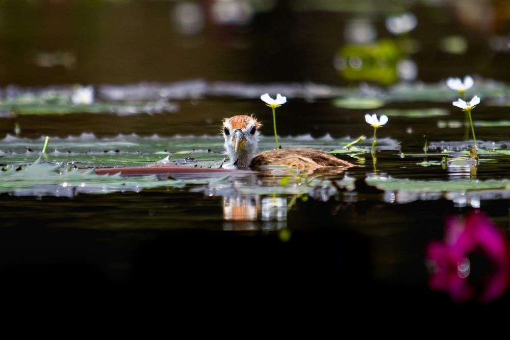 Photograph by Shadab Ishtiyak