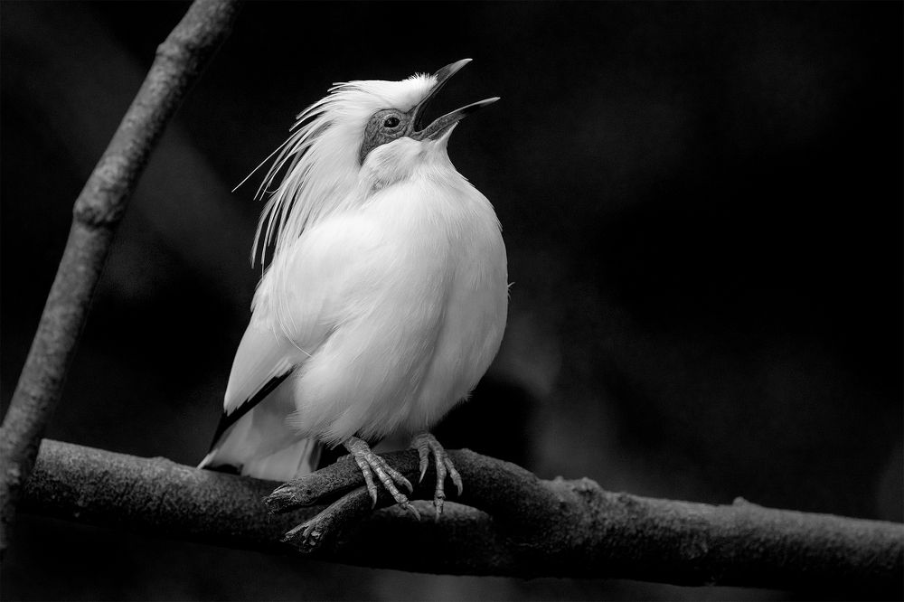 Photograph by Benny Chan