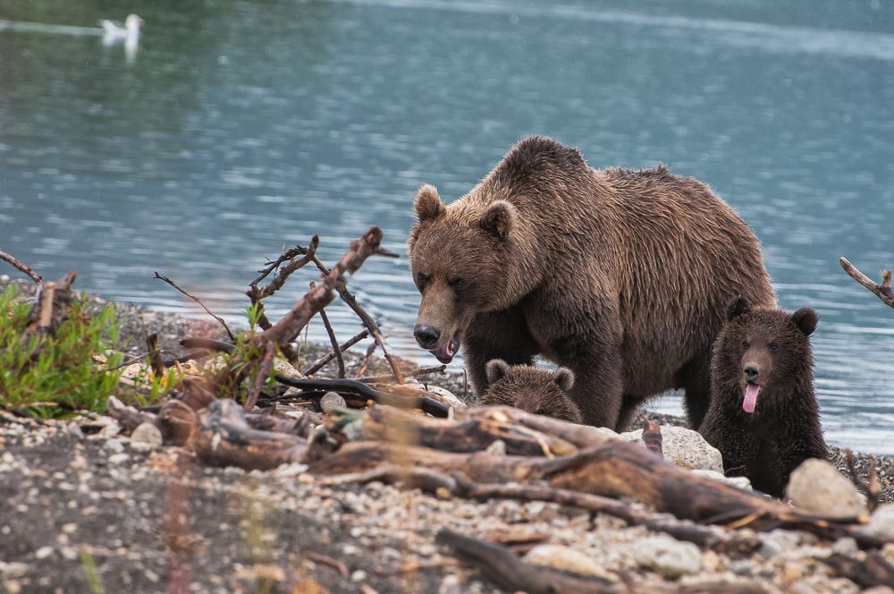 Photograph by Александр Поборчий