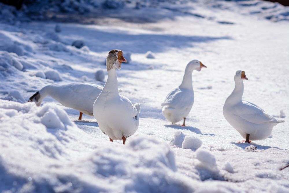 Photograph by Елена Берсенёва