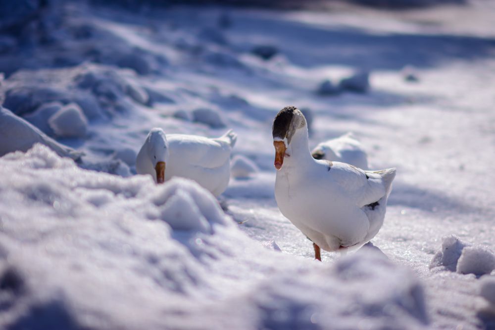 Photograph by Елена Берсенёва