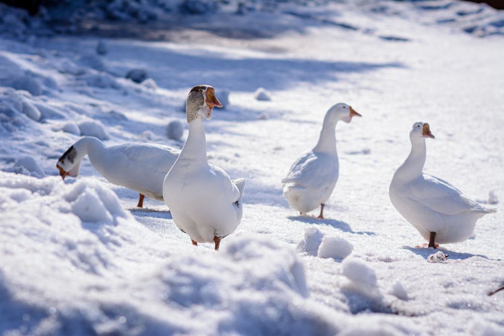 Photograph by Елена Берсенёва