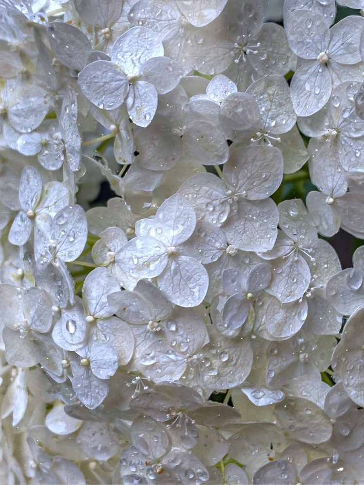 Гортензия в дождь