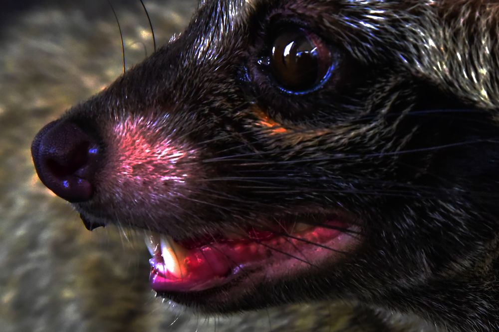 Photograph by Pujo Cahyono