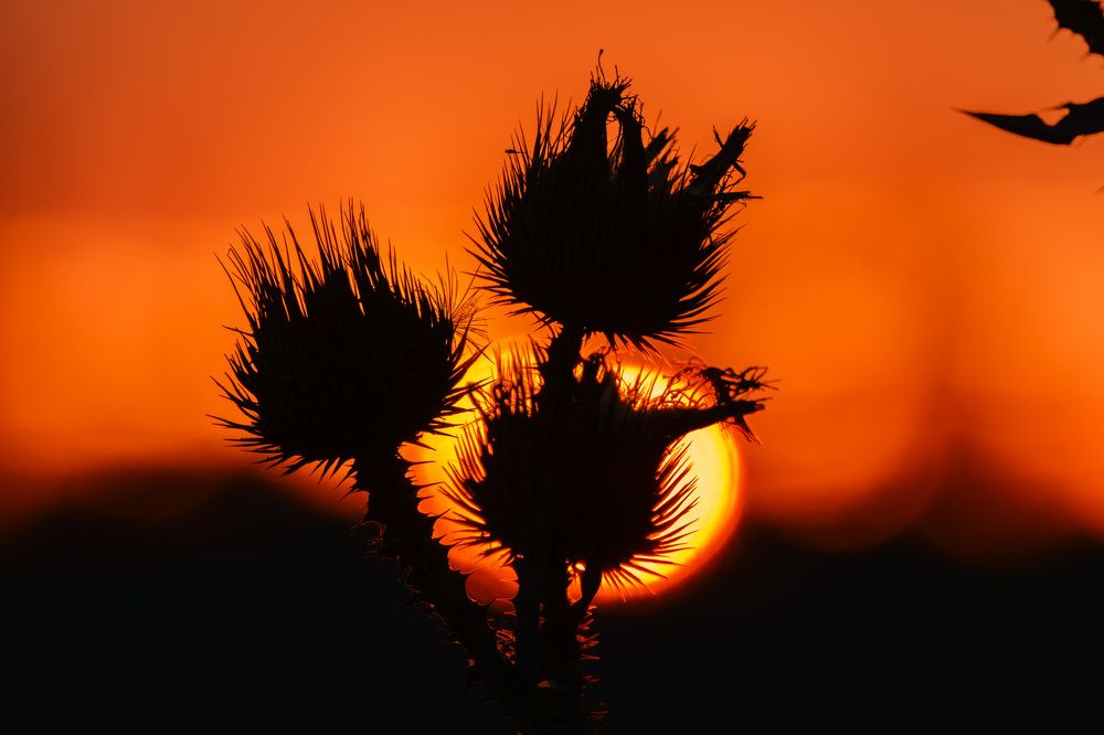 Photograph by Шишкалов Константин