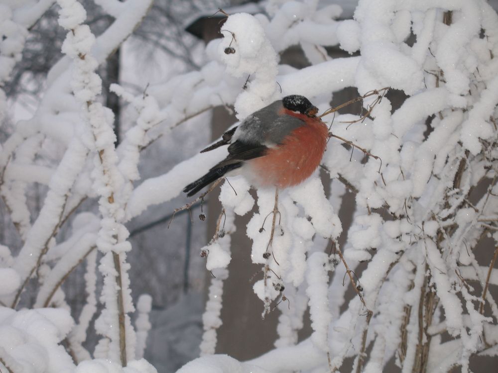 Photograph by Орл Про