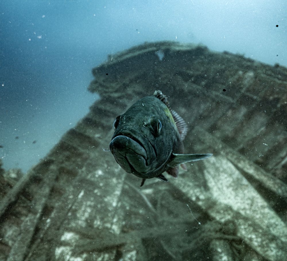 Photograph by Дмитрий Плотников