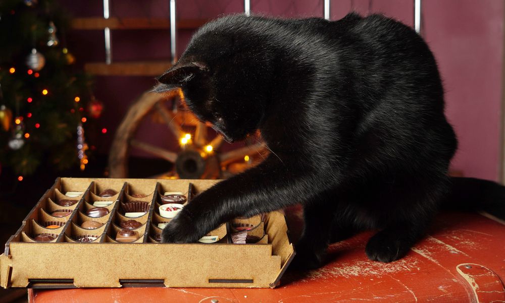 Кошка и шоколадные конфеты