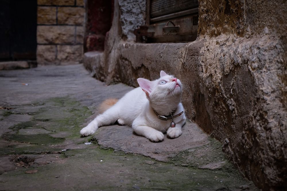 Фотография автора Benaissa Ilyes