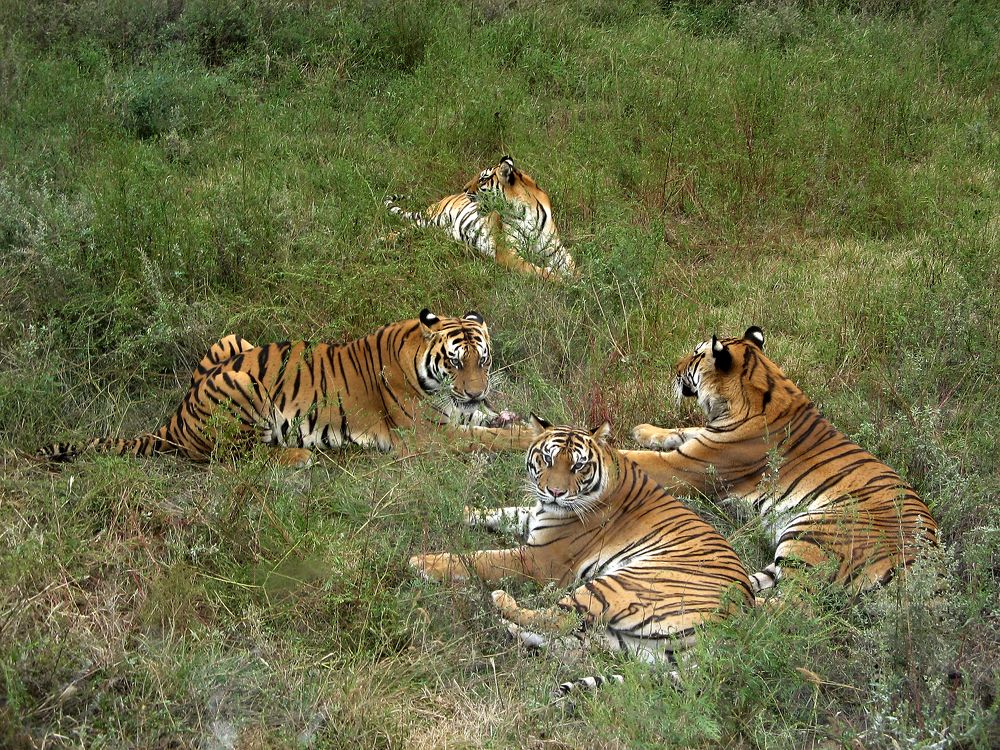 Фотография автора Галина Аверьянова